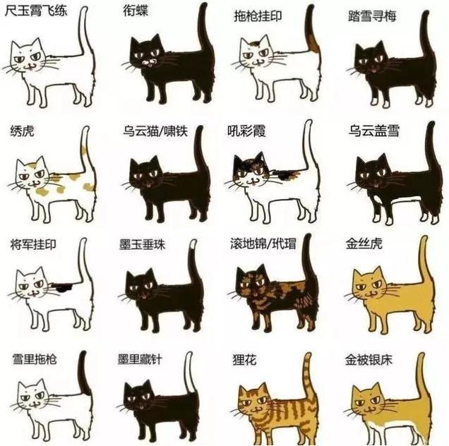古代各种猫咪的名字只能有两个字,古代的猫的名字到底有多霸气