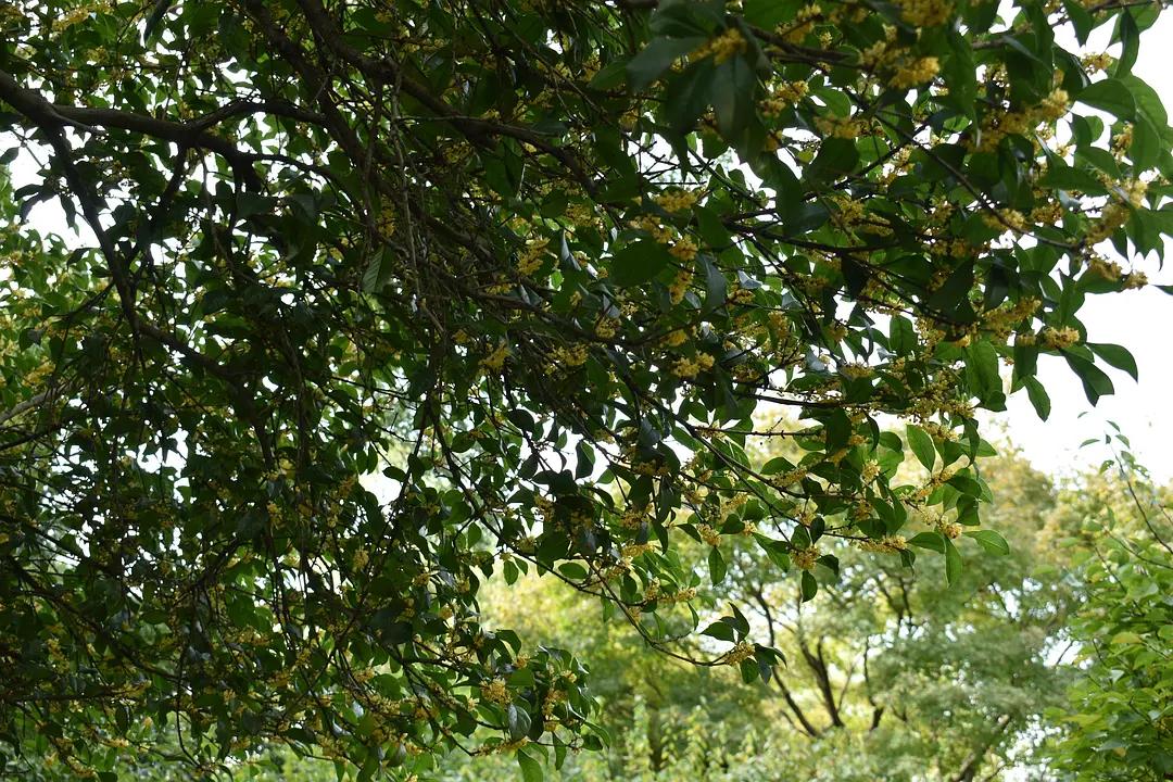 苏州城东北隅的赏桂佳处——耦园