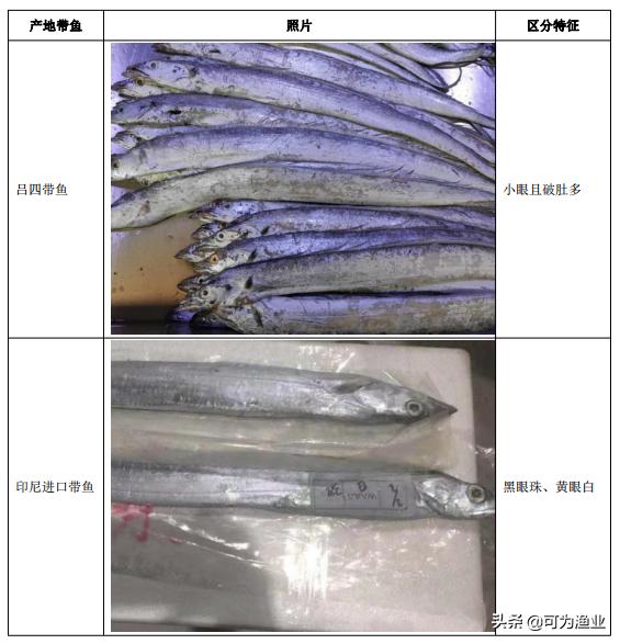 中国四大海产带鱼种类名称表,中国四大海产带鱼种类图表