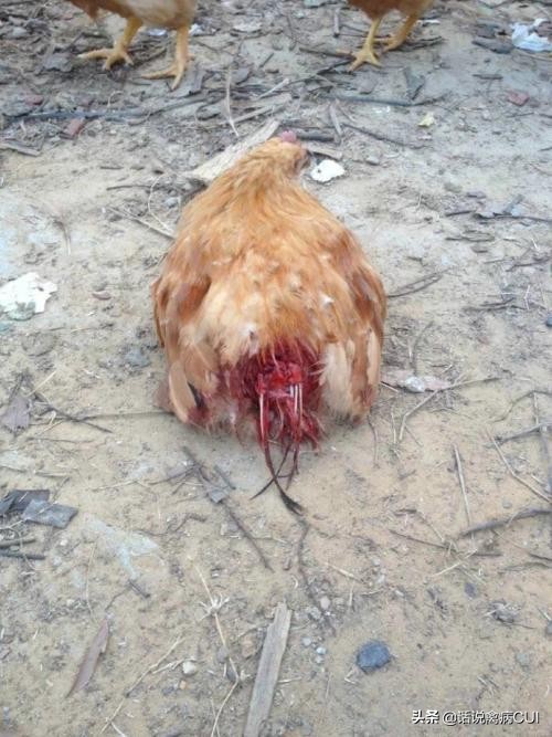 为什么小鸡在一起啄,小鸡苗总是互啄