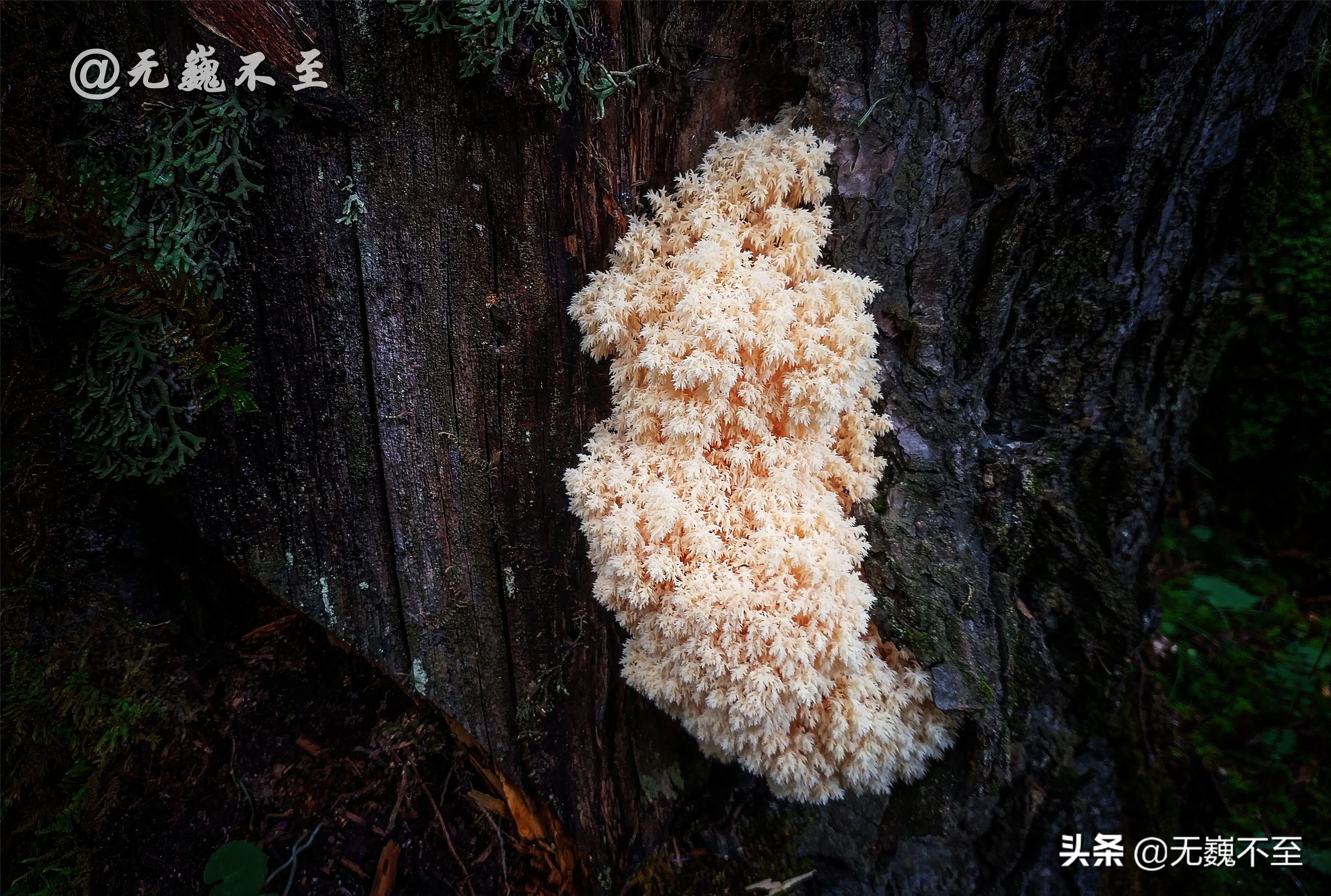 梅里北坡亚贡村，山美水美人更美，真正的香格里拉秘境