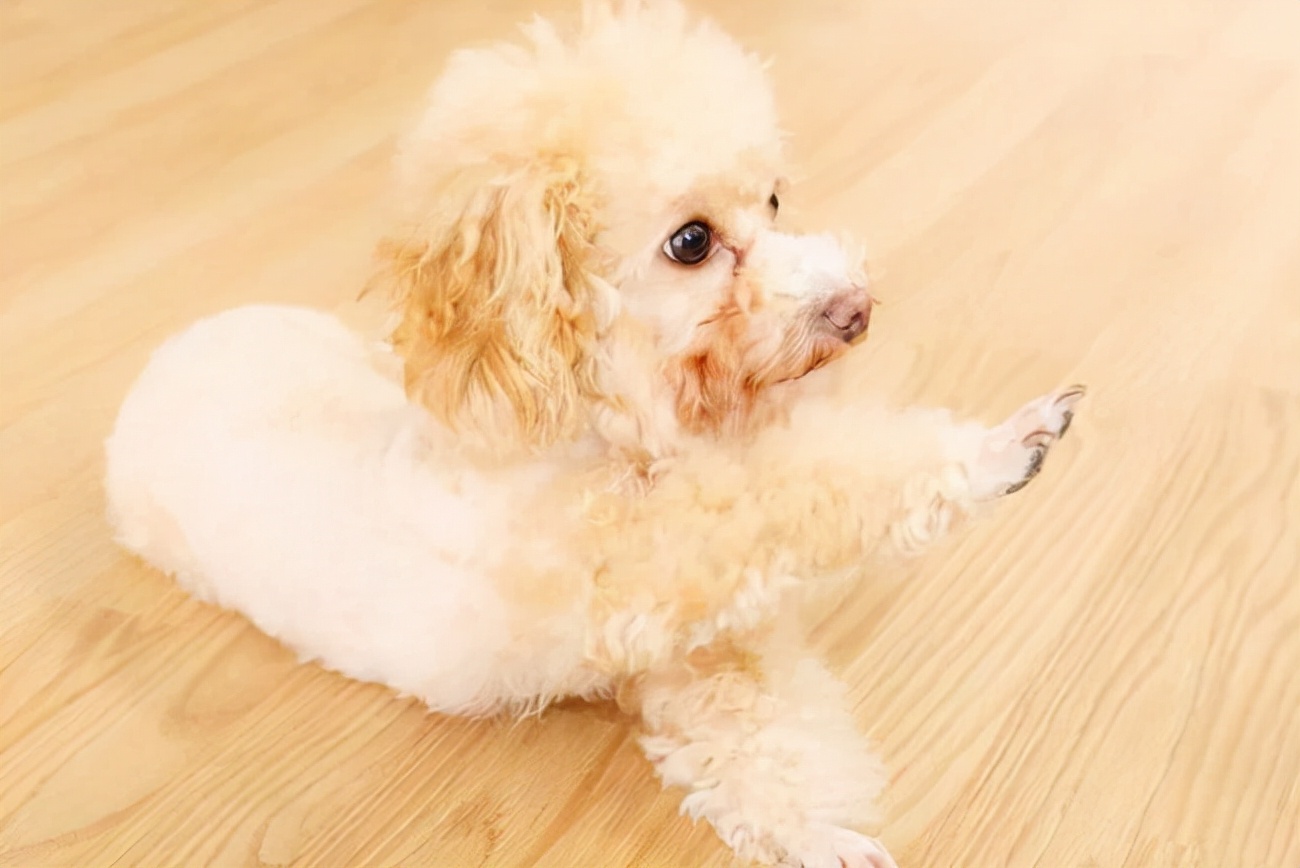 贵宾犬乱叫怎么纠正训练,贵宾犬为什么老爱叫