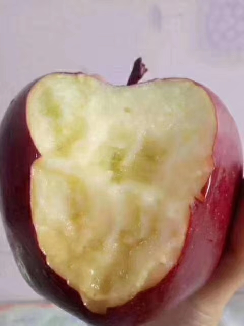 秦皇故里，如何将苹果变金果