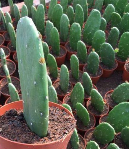 仙人掌简单好养,只要把握它的习性和爱好,何愁养不好仙人掌。