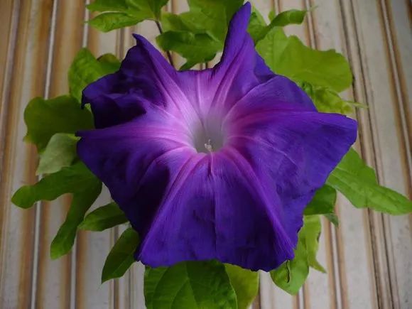 牵牛花到处都可以肆无忌惮的生长,不常见的品种,美出天际!