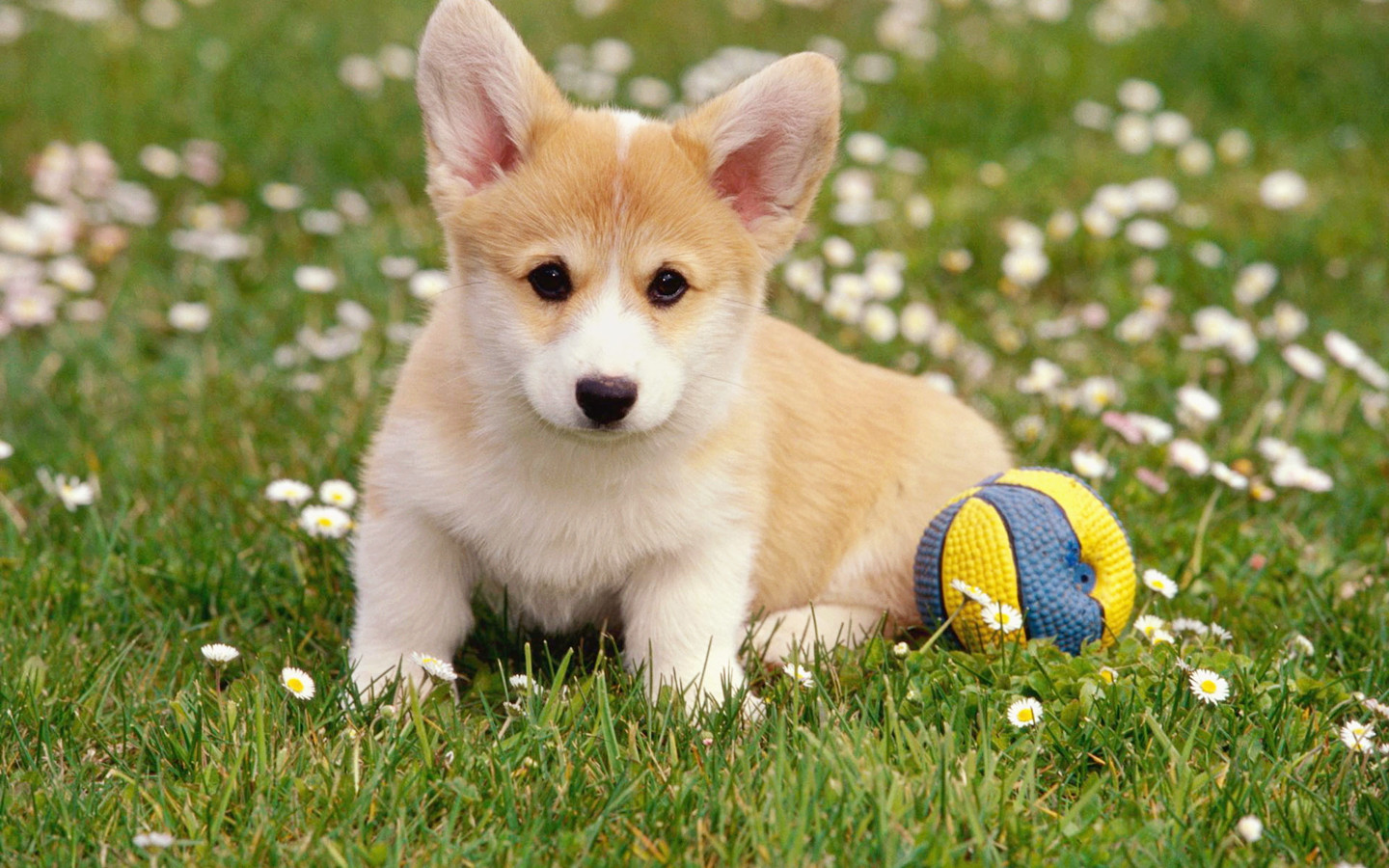 怀孕养狗狗的好处,有怀孕了一直养狗狗的吗