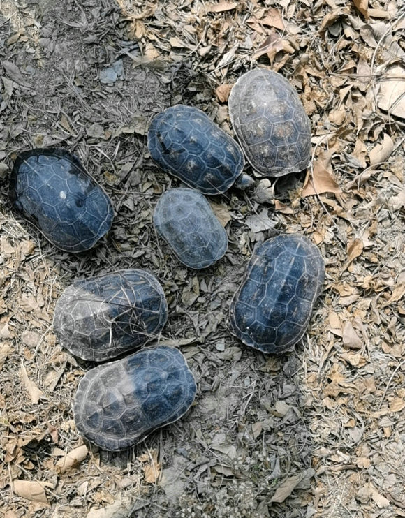 男子山里捡到乌龟养了七年照片,爬山捡到乌龟