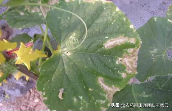 黄瓜细菌性叶枯病的发病规律,黄瓜靶斑病和叶枯病怎么区分