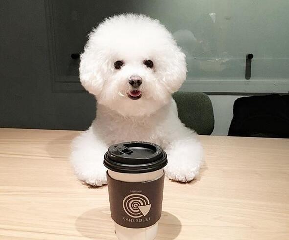 长毛长耳朵宠物狗是什么品种,有点像金毛的小型宠物狗品种