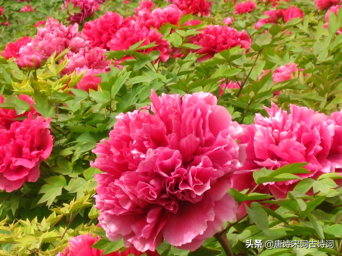 谷雨时节，赏析王恽的《木兰花慢·谷雨日》