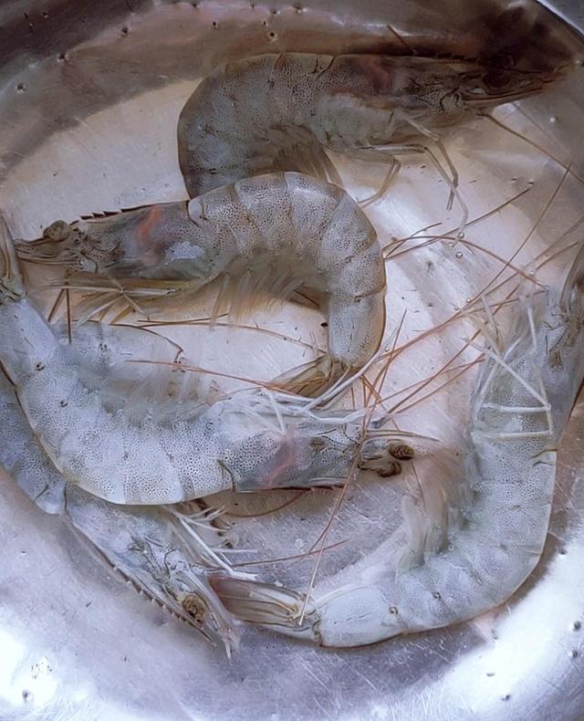 鲜虾如何速冻保存,鲜虾怎么保存24小时为最新鲜