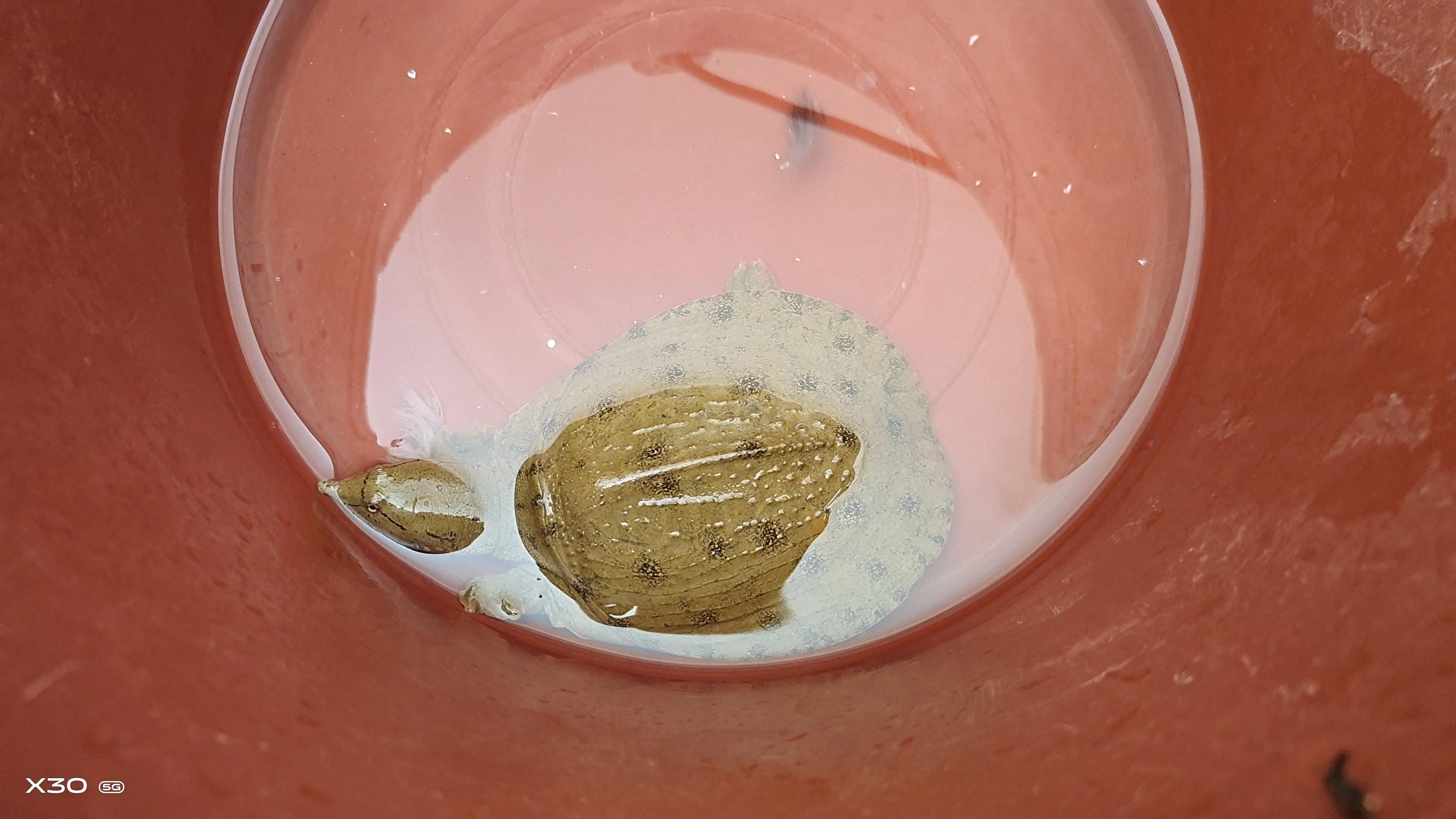 “伤人鱼”排名了，钓到解钩需小心，轻则疼痛几天，重则截肢