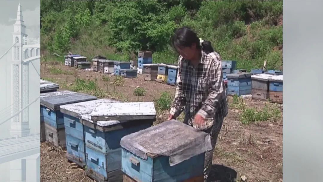 7斤重五步蛇与狗撞上,狗赶蛇不成被咬身亡!和眼镜蛇比它更毒?