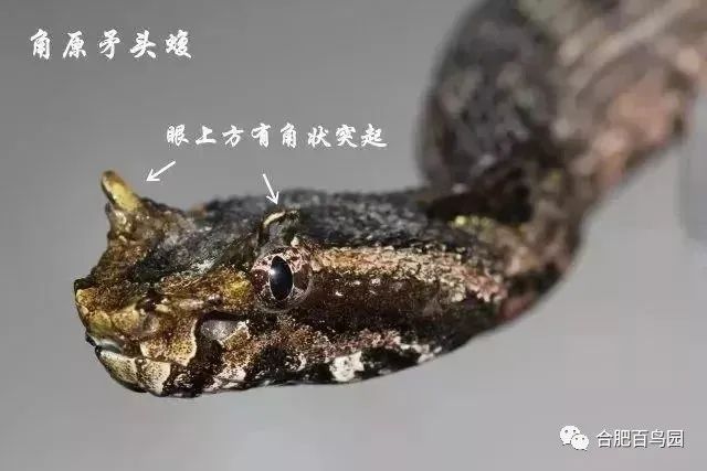 蛇如何升级为龙,可以升级的蛇