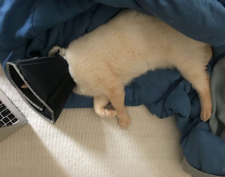 猫咪疯狂啃咬尾巴至出血，诊断后竟是得了抑郁症…