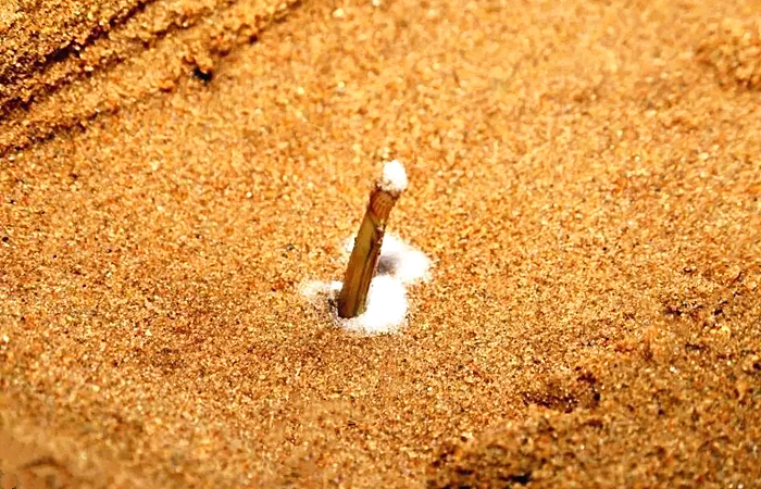 它肉嫩味鲜,被称为“海里的人参”,却深藏泥沙,用盐才能挖出来