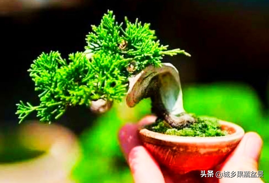 三十多年经验教你制作掌上树桩盆景，形态小巧，造型玲珑别致