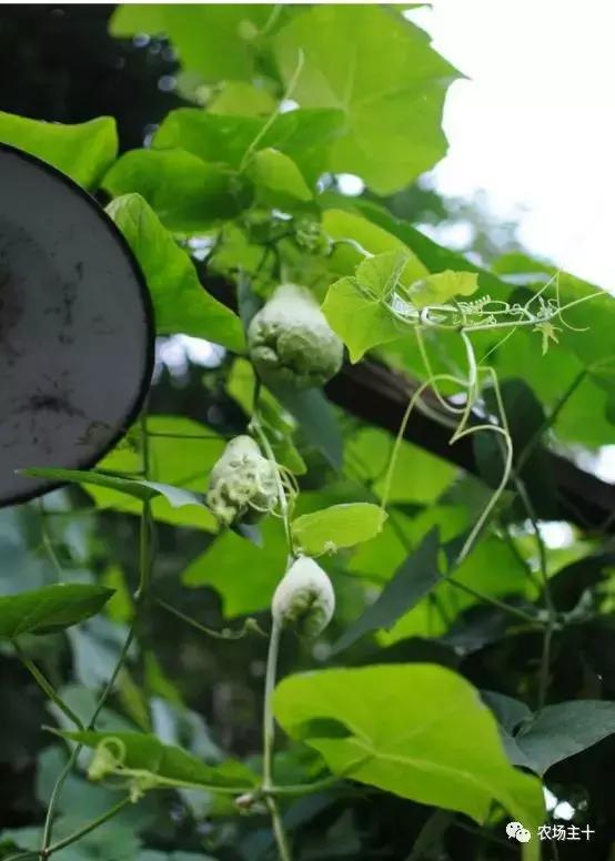 院子里种些什么花好养,院子里适合种植的东西
