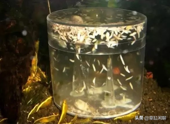 鱼缸小白虫的消灭方法,鱼缸里去除涡虫的最佳方法