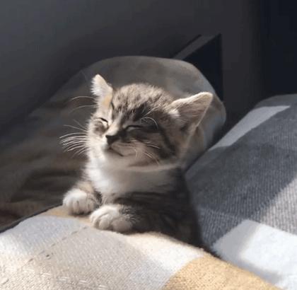 刚出生的小奶猫有多可爱,小奶猫幼崽可爱到犯规