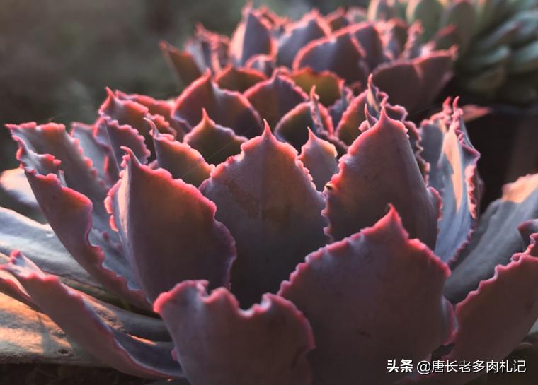 包菜类的多肉哪个品种比较耐热,佛罗伦萨和晚霞之舞多肉