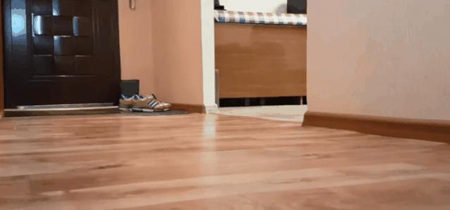 怎样可以封印住一只猫,咋样可以快速封印猫咪