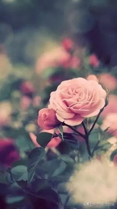 负你一生多少泪，月下花前