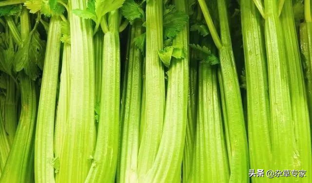 不同类型的除草剂能混合使用吗,各种不同成分的除草剂