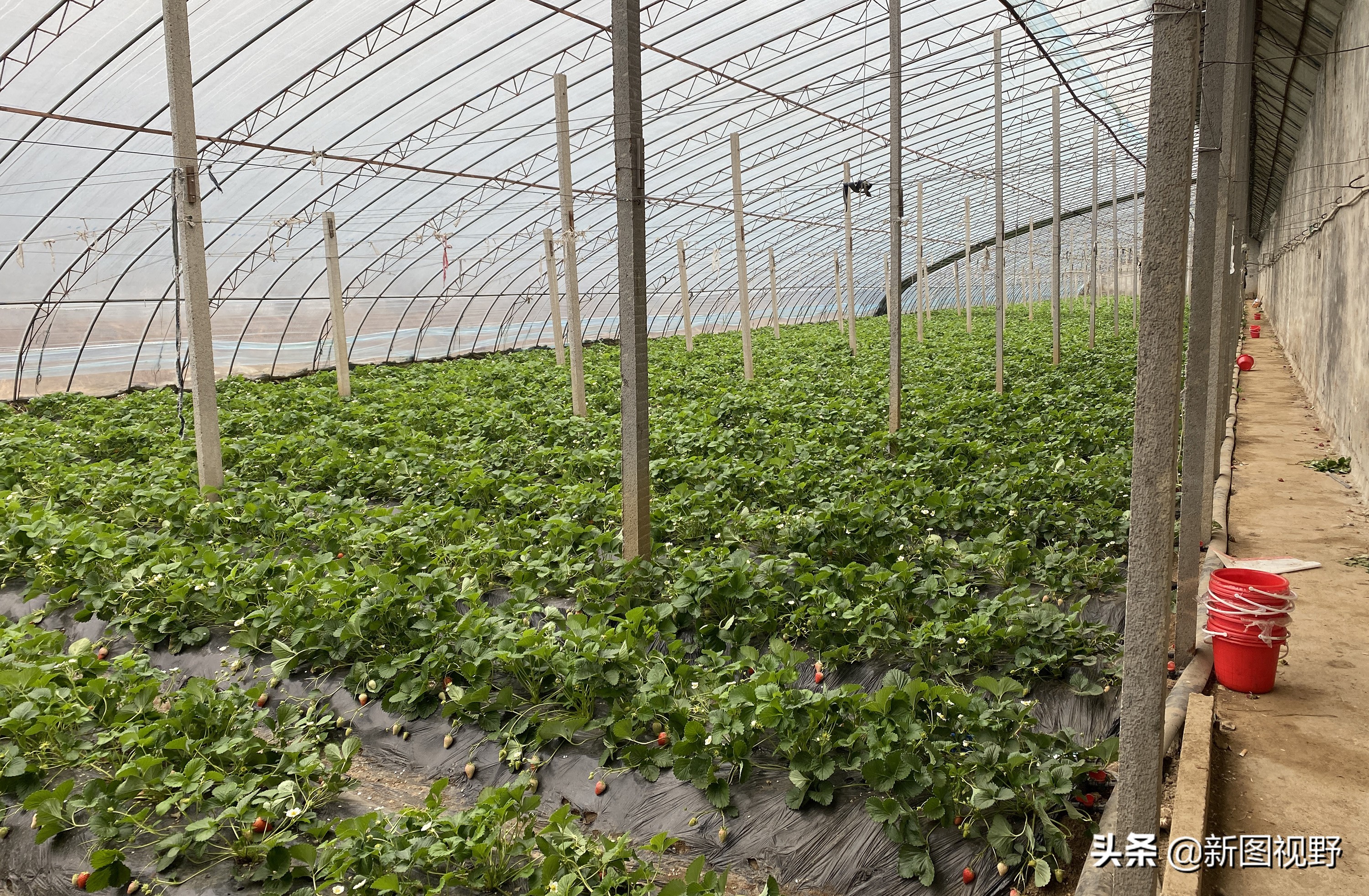 农村大哥种菜一年12万,农村大哥吃西瓜