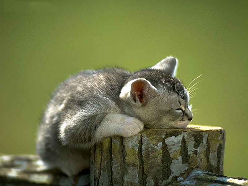 猫咪发出咕噜的声音摇尾巴,猫咪摇尾巴的表达方式