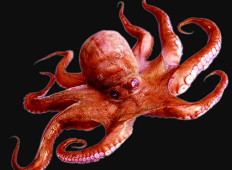 像章鱼一样的外星生物有哪些,长得像章鱼的外星人