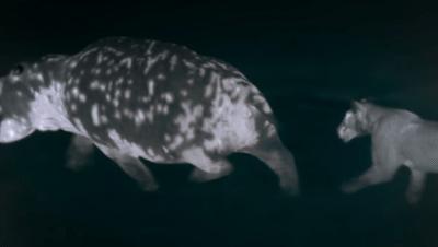 豆瓣netflix电影,bbc地球奇观纪录片