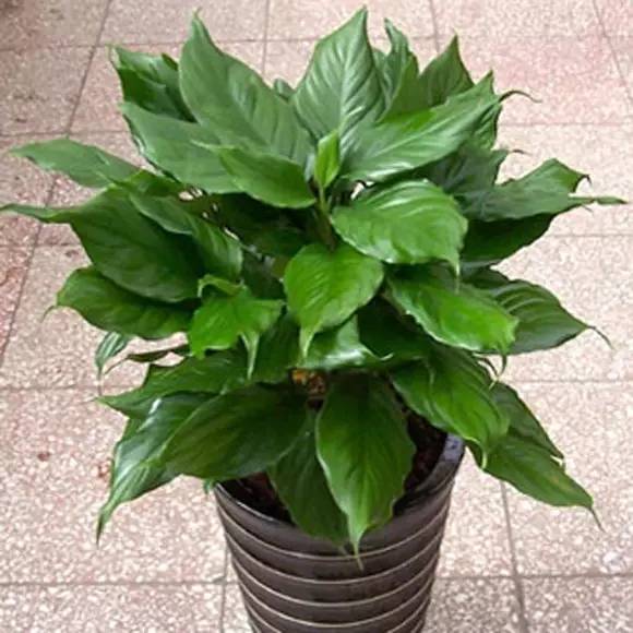 养花新手老养死花,献给那些总把花养死的人