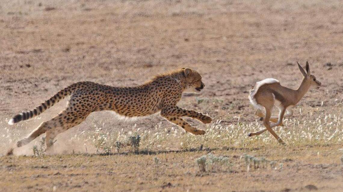花豹遭遇狮子袭击，非洲草原的顶级猎手，却每天都伴随着生死危机