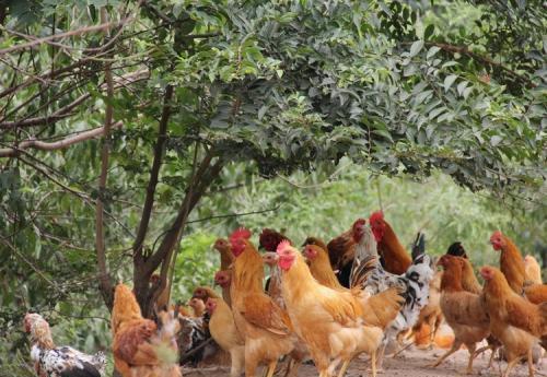 鸡传染法氏囊病怎么治疗,鸡传染给人的病是什么症状