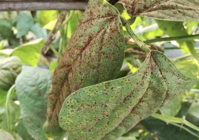 大棚芸豆的锈病怎么治疗,温室菜豆冬季水分管理