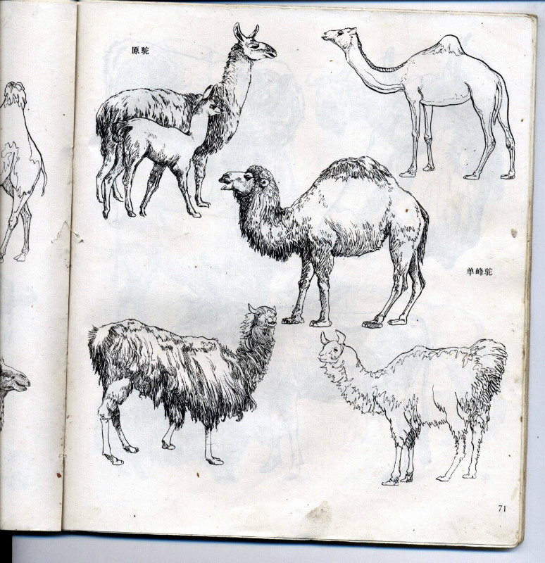 一百幅动物素描,近百幅动物画