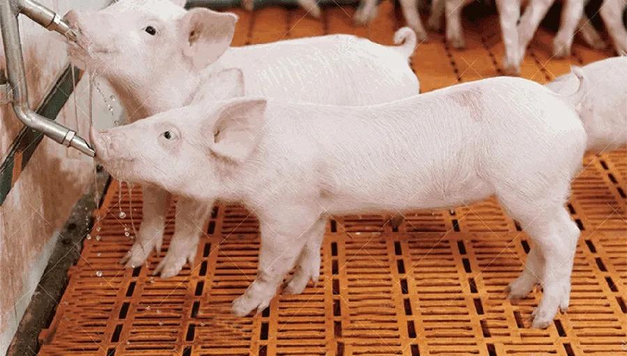 磺胺类抗生素口诀,牢记七大用药原则