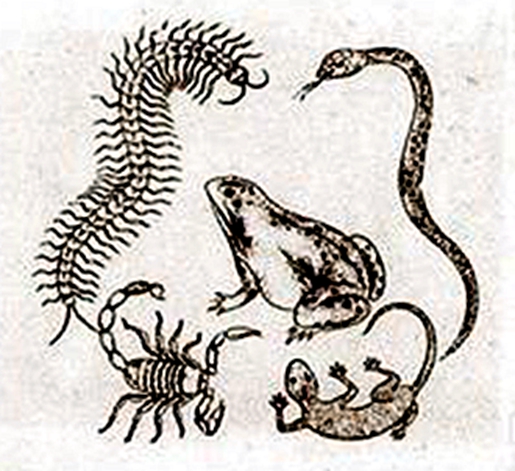 端午习俗老虎,端午节老虎的寓意