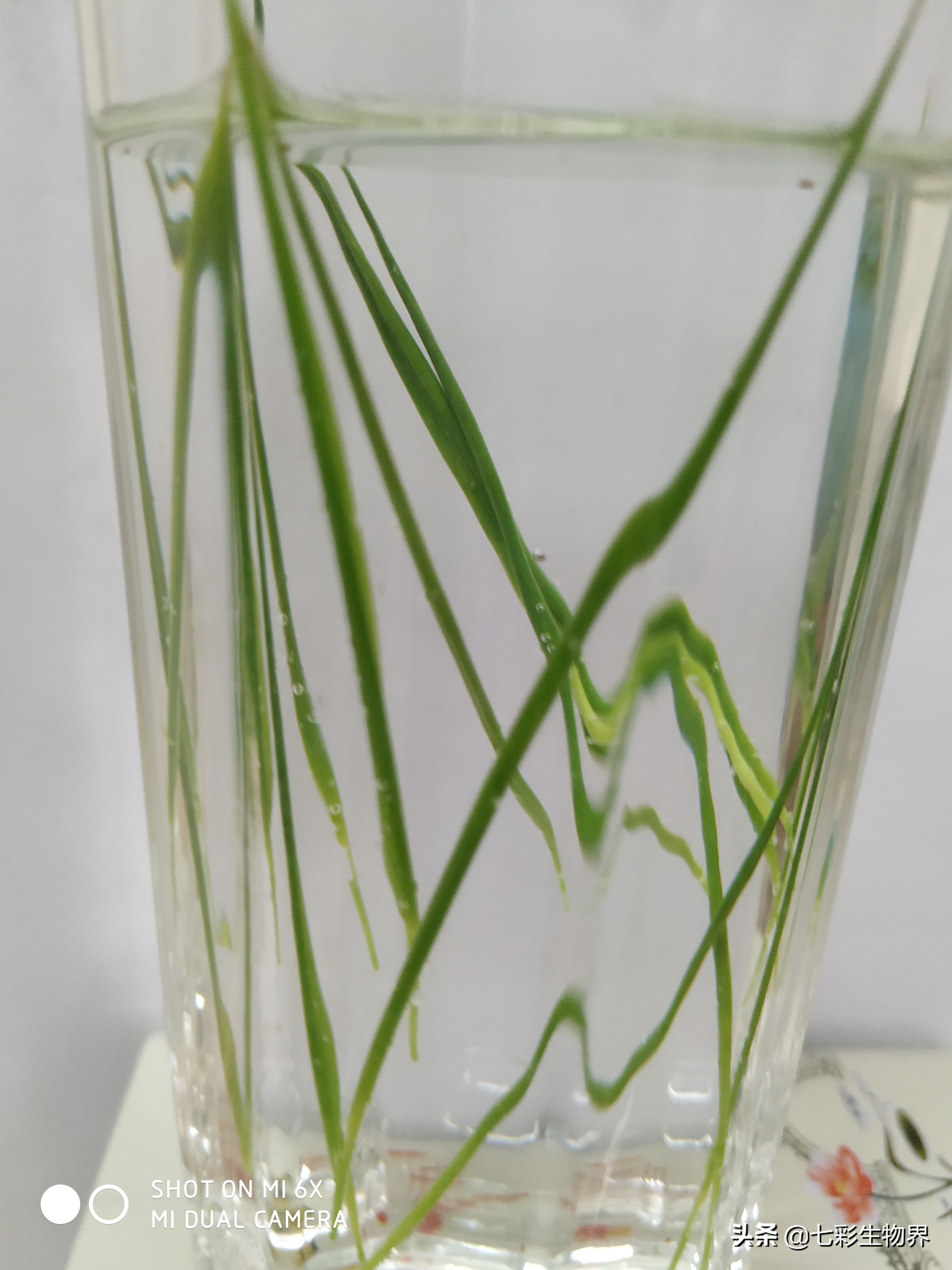 竹叶茶有清热解毒的功效,菊花竹叶茶能去火吗