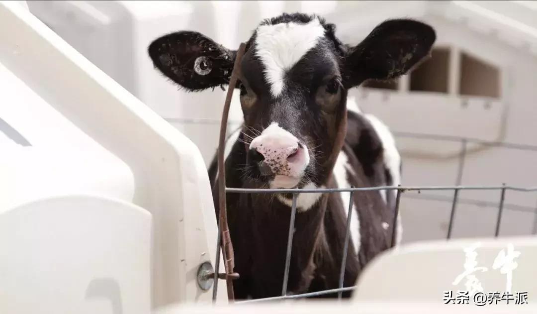 犊牛肺炎治疗特效药,犊牛肺炎的症状和治疗方法