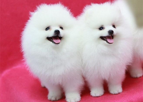 博美脾气暴躁易怒怎么办,博美暴躁怎么办