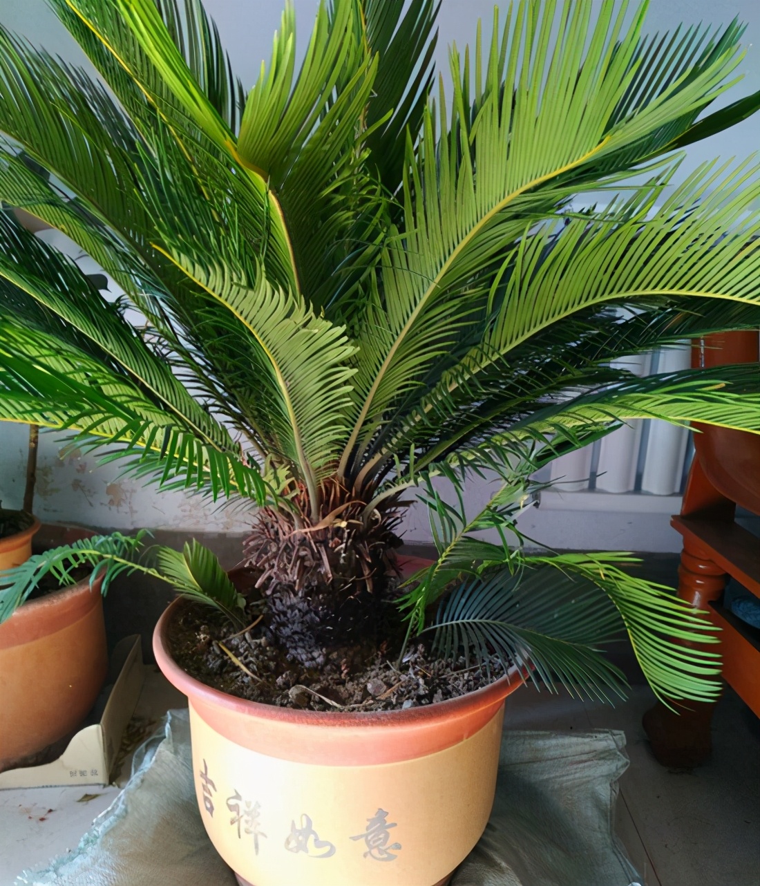 铁树用什么土好养活啊,铁树最好养的品种