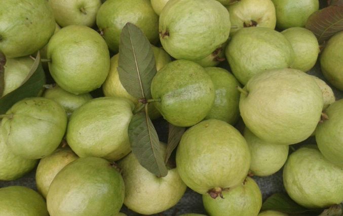 种植番石榴怎样才能做到口感好,如何种植番石榴更甜脆