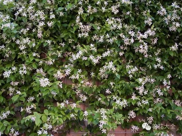 适合阳台养的四季开花有花香的花,花期长耐热耐寒又好养的花卉