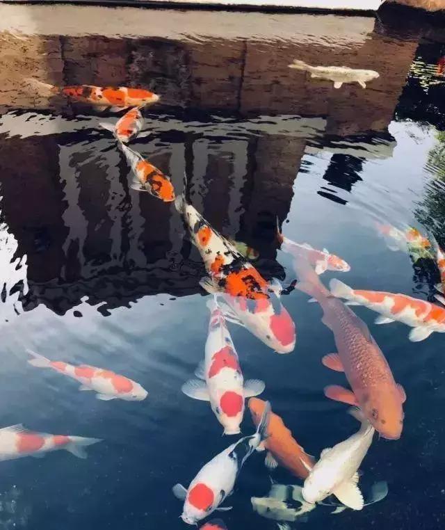 小院锦鲤鱼池建造全过程,自己建造庭院锦鲤鱼池