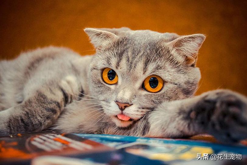 猫咪要经常洗澡保持干净吗,猫咪还不能洗澡时该怎么给它清洁