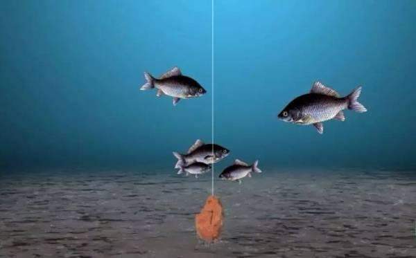 钓翘嘴和草鱼的正确方法与技巧,玉米粒夜钓鲤鱼草鱼方法及技巧