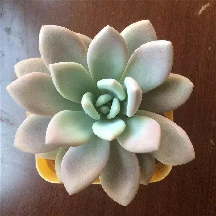 多肉烂根别怕，简单4步“急救法”，全烂了也能救活！