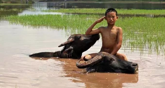 沅陵乡村放牛娃,放牛娃道县